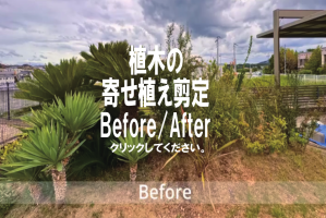植木の寄せ植え剪定