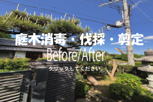 庭木消毒・伐採・剪定