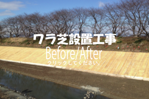 ワラ芝設置工事
